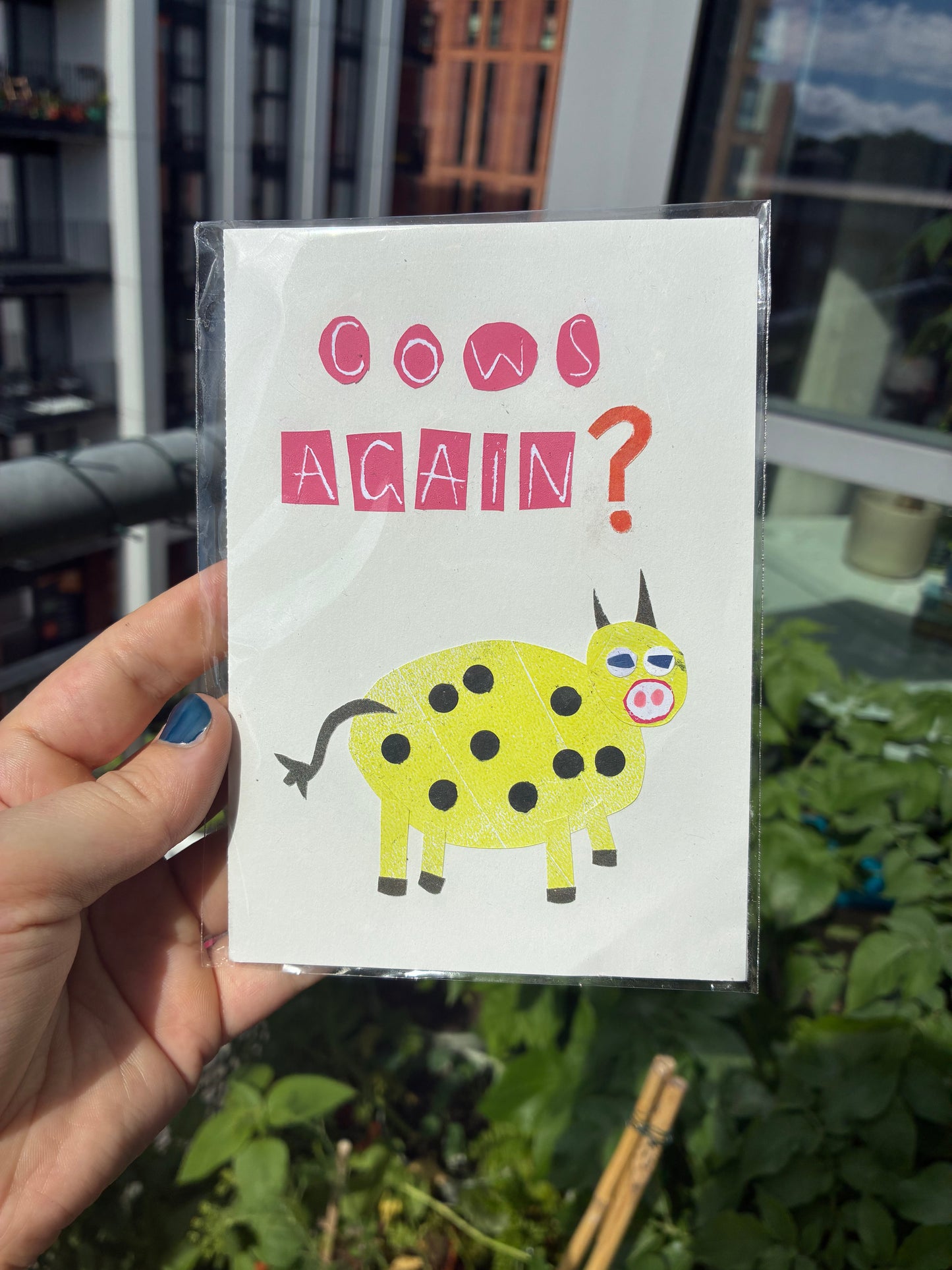Cows Again?