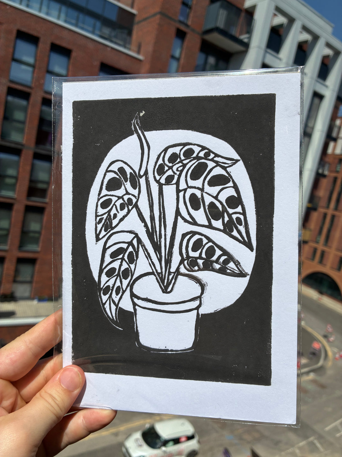 Monstera IV